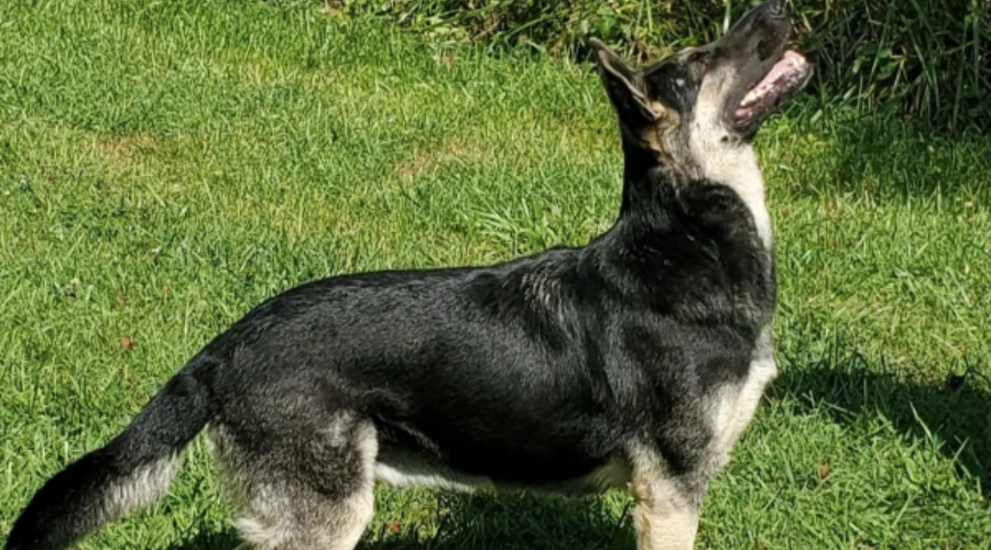 Silver Edition's Hidi of Royalair Silver Edition's Hidi of Royalair, GSD, Rosehall Shepherds, Straight-back shepherds